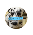 雫ちゃんスタンプ（個別スタンプ：7）