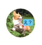 麦ムキスタンプ（個別スタンプ：1）