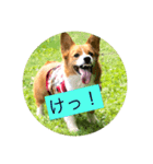 麦ムキスタンプ（個別スタンプ：3）