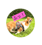 麦ムキスタンプ（個別スタンプ：4）