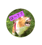 麦ムキスタンプ（個別スタンプ：5）