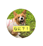 麦ムキスタンプ（個別スタンプ：7）