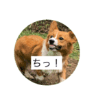 麦ムキスタンプ（個別スタンプ：12）