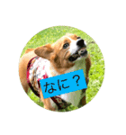 麦ムキスタンプ（個別スタンプ：15）
