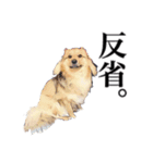 meの愛しの家族たち（個別スタンプ：4）