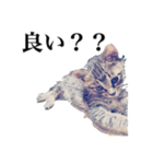 meの愛しの家族たち（個別スタンプ：9）