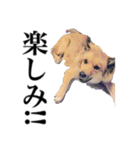 meの愛しの家族たち（個別スタンプ：16）