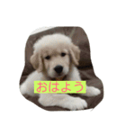 ろあくん（個別スタンプ：4）