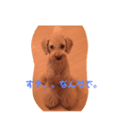 告白プードル（個別スタンプ：1）