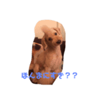 告白プードル（個別スタンプ：3）