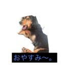 Falcon's Life（個別スタンプ：2）