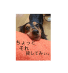 Falcon's Life（個別スタンプ：3）