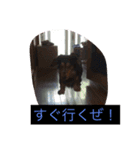 Falcon's Life（個別スタンプ：8）