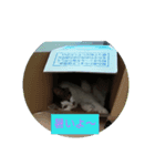 猫にゃースタンプ（個別スタンプ：1）
