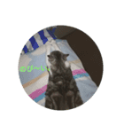 猫にゃースタンプ（個別スタンプ：3）