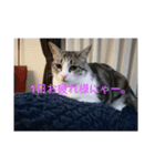 猫にゃースタンプ（個別スタンプ：4）