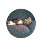 猫にゃースタンプ（個別スタンプ：5）