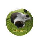 猫にゃースタンプ（個別スタンプ：6）