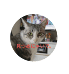 猫にゃースタンプ（個別スタンプ：7）
