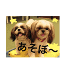 シーズーのちゃちゃとふうたとヴィトン1（個別スタンプ：4）