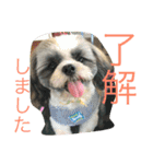 シーズーのちゃちゃとふうたとヴィトン1（個別スタンプ：6）