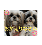 シーズーのちゃちゃとふうたとヴィトン1（個別スタンプ：8）