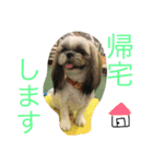 シーズーのちゃちゃとふうたとヴィトン1（個別スタンプ：9）
