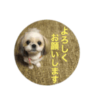 シーズーのちゃちゃとふうたとヴィトン1（個別スタンプ：12）