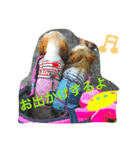 シーズーのちゃちゃとふうたとヴィトン1（個別スタンプ：15）