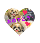 シーズーのちゃちゃとふうたとヴィトン1（個別スタンプ：16）