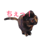 ふくろうにゃんこのジル（個別スタンプ：1）