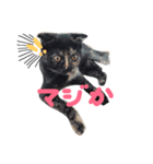 ふくろうにゃんこのジル（個別スタンプ：2）