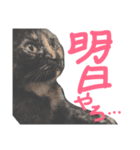 ふくろうにゃんこのジル（個別スタンプ：4）