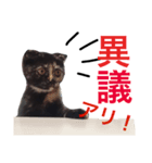 ふくろうにゃんこのジル（個別スタンプ：6）