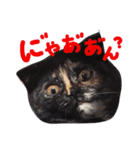 ふくろうにゃんこのジル（個別スタンプ：7）