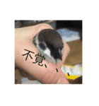 我が家のちゅんちゃん（個別スタンプ：4）