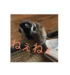 我が家のちゅんちゃん（個別スタンプ：7）