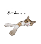 うちのゴジ（個別スタンプ：5）