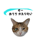 うちのゴジ（個別スタンプ：6）