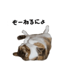 うちのゴジ（個別スタンプ：10）