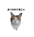 うちのゴジ（個別スタンプ：11）