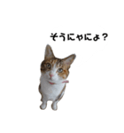 うちのゴジ（個別スタンプ：13）