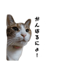 うちのゴジ（個別スタンプ：16）