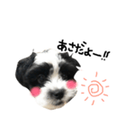 ちわまるオレオのふわもこスタンプ（個別スタンプ：10）
