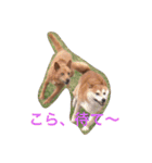 愛犬あいちゃんのかわいいスタンプ（個別スタンプ：2）