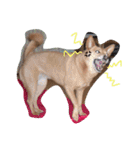 愛犬あいちゃんのかわいいスタンプ（個別スタンプ：3）