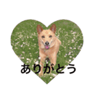 愛犬あいちゃんのかわいいスタンプ（個別スタンプ：4）