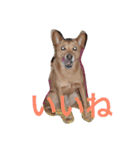 愛犬あいちゃんのかわいいスタンプ（個別スタンプ：5）