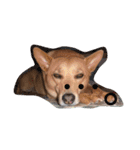 愛犬あいちゃんのかわいいスタンプ（個別スタンプ：10）