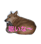 愛犬あいちゃんのかわいいスタンプ（個別スタンプ：11）